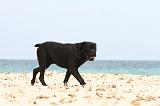 CANE CORSO 658